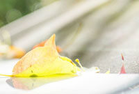 缺的一员 缺的一员